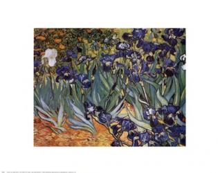 Irises in the Garden, Saint-Remy, c.1889 | Obraz na stenu