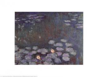 Water Lilies | Obraz na stenu