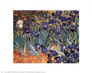 Irises in the Garden, Saint-Remy, c.1889 | Obraz na stenu