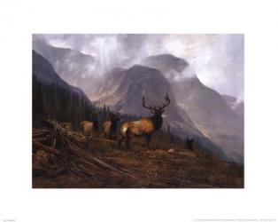 Bookcliffs Elk | Obraz na stenu