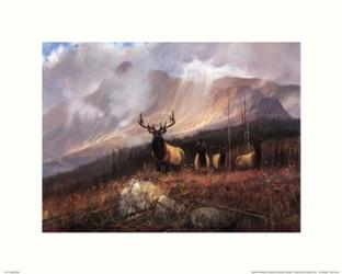 Bookcliffs Elk I I | Obraz na stenu