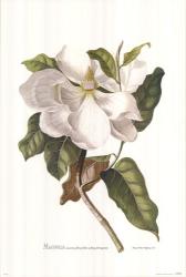 Magnolia Maxime Flore | Obraz na stenu