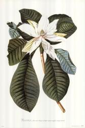 Magnolia Folis Oblongis | Obraz na stenu