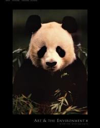 Giant Panda Feeding on Bamboo | Obraz na stenu