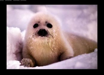 Harp Seal Pup | Obraz na stenu