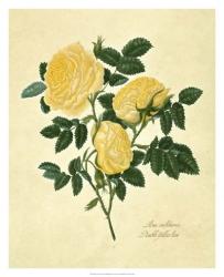 Double Yellow Rose | Obraz na stenu