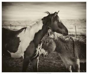 Kissing Horses II | Obraz na stenu