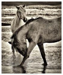 Beach Horses I | Obraz na stenu