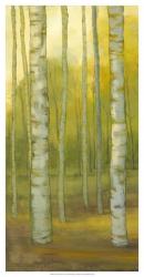 Sunny Birch Grove I | Obraz na stenu