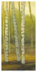 Sunny Birch Grove II | Obraz na stenu