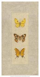 Butterfly Trio I | Obraz na stenu