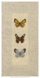 Butterfly Trio II | Obraz na stenu
