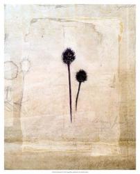 Herbarium IV | Obraz na stenu