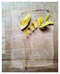 Herbarium V | Obraz na stenu