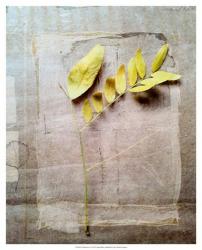 Herbarium V | Obraz na stenu