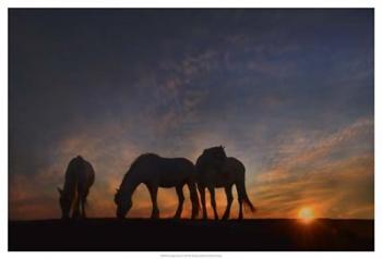 Camargue Sunrise | Obraz na stenu