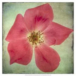 Lush Vintage Florals VII | Obraz na stenu