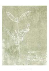 Essential Botanicals IV | Obraz na stenu