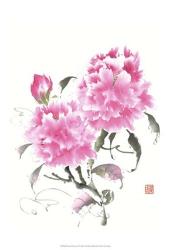 Peonie Blossoms II | Obraz na stenu