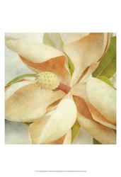 Vintage Magnolia I | Obraz na stenu