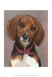 Lucy English Pocket Beagle | Obraz na stenu