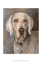 Tate Weimaraner | Obraz na stenu