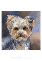 Sadie Belle Yorkshire Terrier | Obraz na stenu