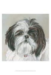 Payton Shih Tzu | Obraz na stenu