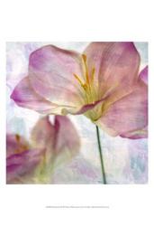 Pink Hyacinth II | Obraz na stenu