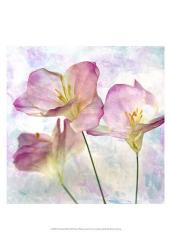Pink Hyacinth III | Obraz na stenu