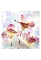 Pink Hyacinth VI | Obraz na stenu