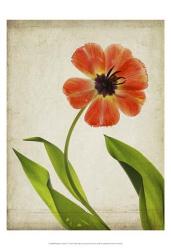 Parchment Flowers V | Obraz na stenu