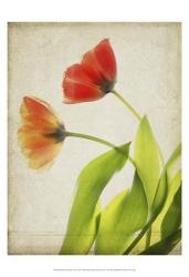Parchment Flowers VI | Obraz na stenu