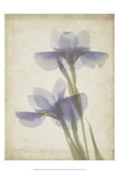 Parchment Flowers VIII | Obraz na stenu