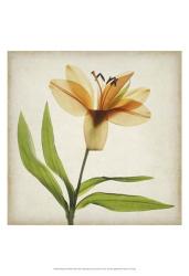 Parchment Flowers XI | Obraz na stenu