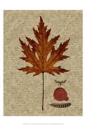 Autumn Leaf I | Obraz na stenu