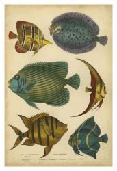 Non-Emb. Goldsmith's Spinous Fishes | Obraz na stenu