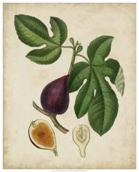 Non-Embellished Antique Fig Tree | Obraz na stenu