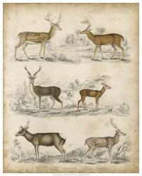 Non-Embellished Species of Deer | Obraz na stenu