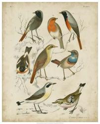 Non-Embellished Avian Gathering I | Obraz na stenu