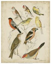 Non-Embellished Avian Gathering II | Obraz na stenu