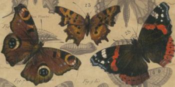 Bold Butterfly Panel I | Obraz na stenu