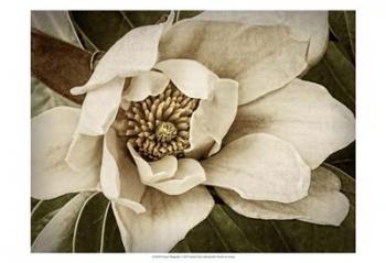 Classic Magnolia I | Obraz na stenu