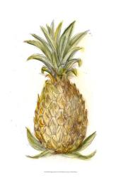 Pineapple Sketch I | Obraz na stenu