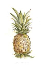 Pineapple Sketch II | Obraz na stenu