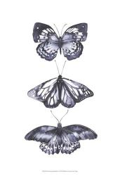 Monochrome Butterflies II | Obraz na stenu