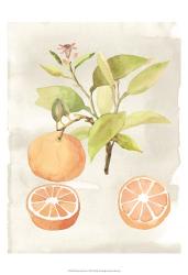 Watercolor Fruit V | Obraz na stenu
