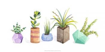 Succulent Display I | Obraz na stenu