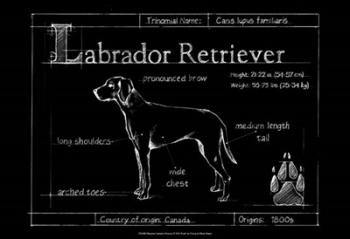 Blueprint Labrador Retriever | Obraz na stenu
