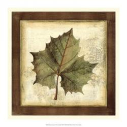 Rustic Leaves I - No Crackle | Obraz na stenu